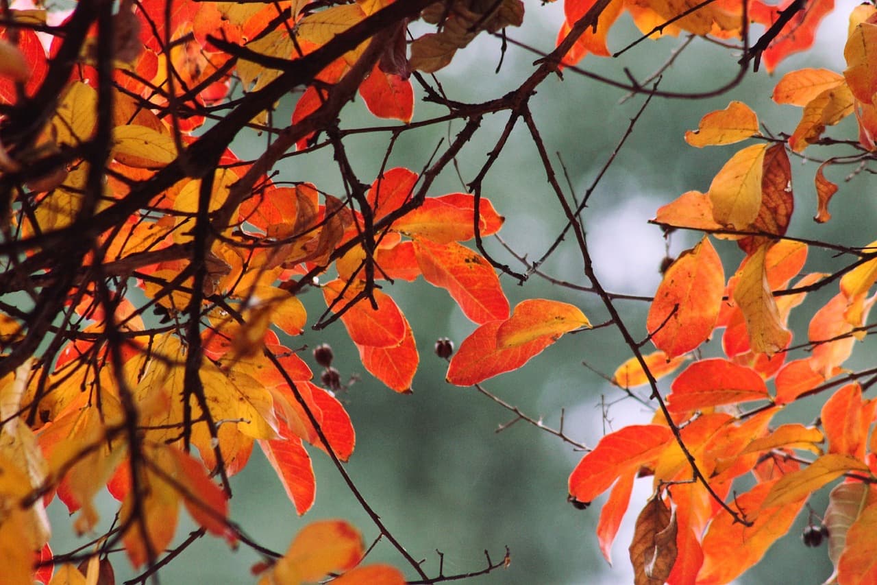 5 Creative Ways to Mark the Autumn Equinox and Find Harmony